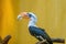 Male Von der Decken\\\'s hornbill (Tockus deckeni