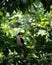 Male Von der Decken`s hornbill on a tree branch in a bird park