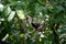 Male Von der Decken`s hornbill on a tree branch in a bird park