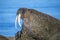 Male Walrus with battle scars, Svalbard, Arctic Ocean