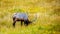 Male Wapiti, or Elk, grazing in the grasslands along the Madison River in Yellowstone National Park