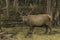 Male wapiti in a forest environment