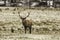 Male wapiti walking in a field