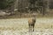 Male wapiti walking in a field