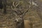 Male wapiti walking in a field