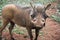 Male warthog