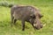 Male Warthog