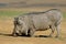 Male warthog