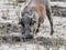 A male Warthog in African landscape and scenery