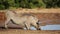 Male warthog drinking