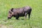 Male Warthog kneeling and feeding in Chobe Nactional Park, Botswana