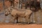 Male Warthog profile