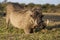 Male Warthog with Tusks