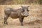 Male warthog walking through the dry riverbed