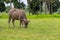 A male water buffalo calf eating grass in the field