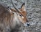 Male Waterbuck close