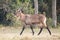 Male waterbuck with curved horns gallops past