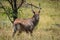 Male waterbuck in grass turns towards camera