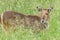 Male Waterbuck in Grasses