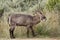 Male waterbuck grazing