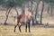 Male waterbuck with horns staring at camera