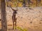 A male waterbuck  Kobus Ellipsiprymnus looking alert, Ongava Private Game Reserve  neighbour of Etosha, Namibia.