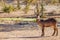 A male waterbuck  Kobus Ellipsiprymnus at a waterhole looking at the camera, Ongava Private Game Reserve  neighbour of Etosha,