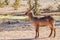 A male waterbuck  Kobus Ellipsiprymnus at a waterhole looking, Ongava Private Game Reserve  neighbour of Etosha, Namibia.