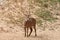 Male waterbuck with the nice horns standing in the brown sand