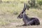 Male waterbuck resting