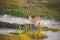 Male Waterbuck River Crossing Series 4