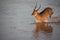 Male Waterbuck River Crossing Series 7