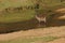 A male Waterbuck in a small river in Kruger National Park, South Africa.