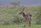 male waterbuck standing alert and looking back in the wild savannah of buffalo springs national reserve, kenya