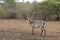 Male waterbucks the riverbank, kruger, ZA