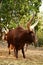 Male watusi