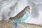 Male wavy parrot with blue plumage sits on a cage.