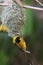 Male Weaver Bird building his nest at lower Zambezi River in Zambia