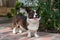 Male Welsh Corgi Cardigan 00