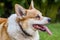 Male Welsh corgi dog closeup, outdoor.