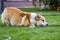 Male Welsh corgi dog closeup, outdoor.