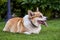 Male Welsh corgi dog closeup, outdoor.