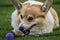 Male Welsh corgi dog closeup, outdoor.