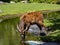 Male West African Sitatunga, Tragelaphus spekei gratus, these jungle antelopes are staying near the water