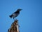 Male West Indian blackbird grackle perched on a pole in Guadeloupe