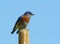 A male Western Bluebird , Sialia mexicana, perched atop a pole against a bright blue sky