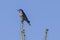 Male western bluebird on treetop