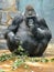 Male western lowland gorilla with tasty branches