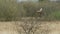 Male Western Marsh Harrier raptor (Circus aeruginosus) flying then landing in a tree