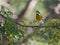 Male Western Spindalis Warbler on a branch